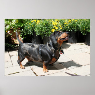 シルバーDachshundバディ2 ポスター