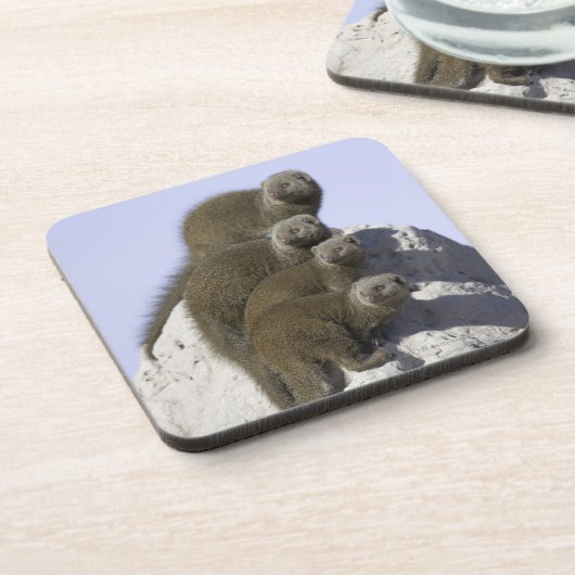 シロアリの小山の小型マングースのグループ コースター (左側)