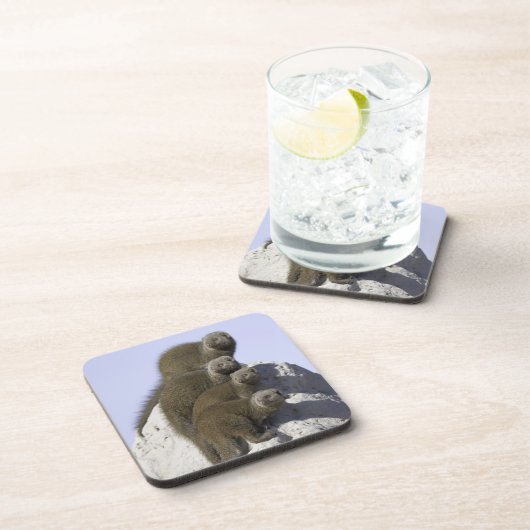 シロアリの小山の小型マングースのグループ コースター (右側)