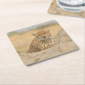 シロアリリラックスマウンド上のチーターズ凝視コースター。 スクエアペーパーコースター (アングル)