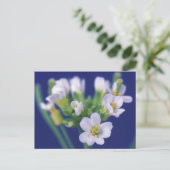 シロイヌナズナ ポストカード (スタンド正面)