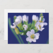 シロイヌナズナ ポストカード (正面/裏面)