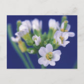 シロイヌナズナ ポストカード (正面)