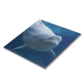 シロイルカのクジラ(Delphinapterusのleucas) タイル (側面)