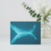 シロイルカの割れ目 ポストカード (スタンド正面)