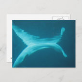 シロイルカの割れ目 ポストカード (正面/裏面)