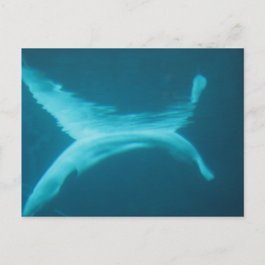 シロイルカの割れ目 ポストカード (正面)