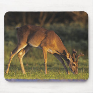 シロオジロシカ, Odocoileus virginianus マウスパッド