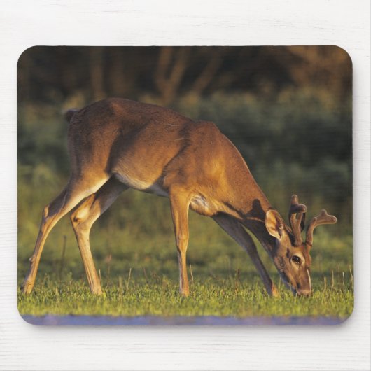 シロオジロシカ, Odocoileus virginianus マウスパッド (正面)
