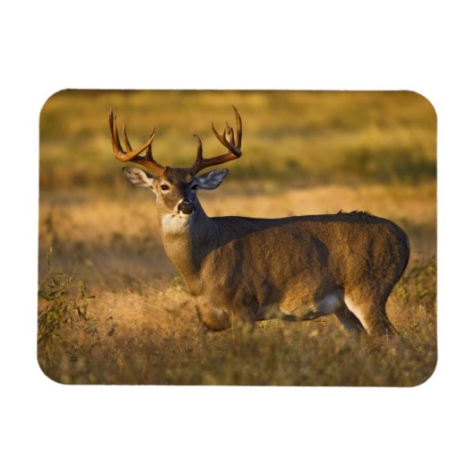 シロオジロシカ (Odocoileus virginianus) 成獣 マグネット (横)