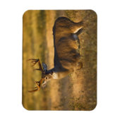 シロオジロシカ (Odocoileus virginianus) 成獣 マグネット (縦)