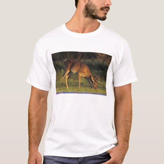 シロオジロシカ, Odocoileus virginianus Tシャツ (正面)
