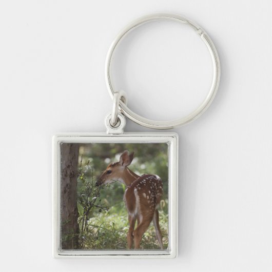 シロオジロジカ, Odocoileus virginianus キーホルダー (正面)