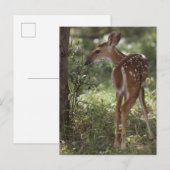 シロオジロジカ, Odocoileus virginianus ポストカード (正面/裏面)