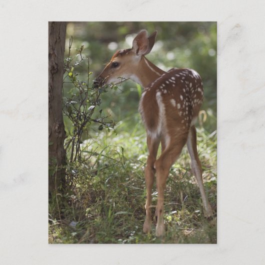 シロオジロジカ, Odocoileus virginianus ポストカード (正面)