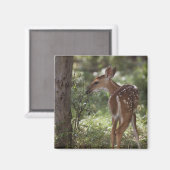 シロオジロジカ, Odocoileus virginianus マグネット (正面/裏面)