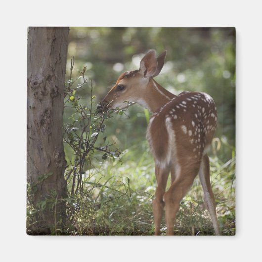 シロオジロジカ, Odocoileus virginianus マグネット (正面)