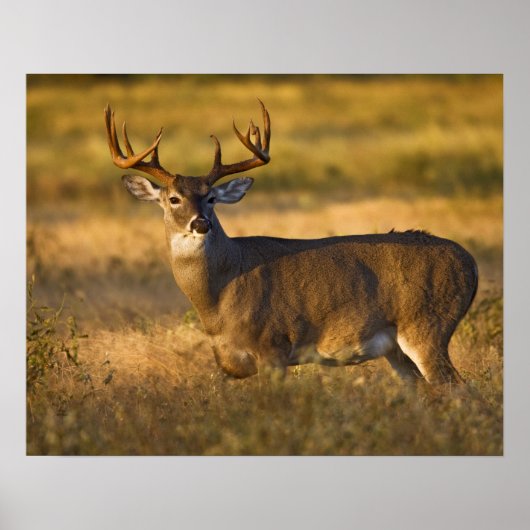 シロオジロジカ (Odocoileus virginianus) 成獣 ポスター (正面)
