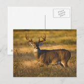 シロオジロジカ (Odocoileus virginianus) 成獣 ポストカード (正面/裏面)