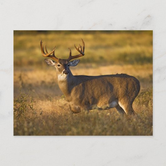 シロオジロジカ (Odocoileus virginianus) 成獣 ポストカード (正面)
