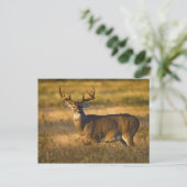 シロオジロジカ (Odocoileus virginianus) 成獣 ポストカード (スタンド正面)