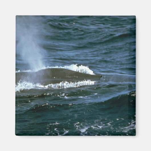 シロクジラ マグネット (正面)