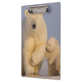 シロクマのウルドス・マリティムス生まれたばかりのは クリップボード (左)