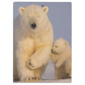 シロクマのウルドス・マリティムス生まれたばかりのは クリップボード (裏面)