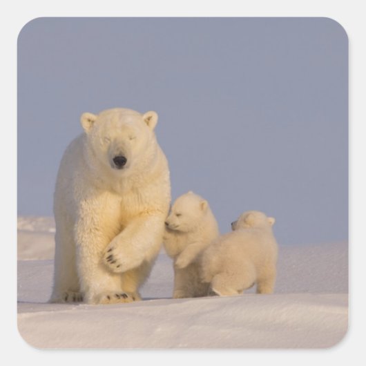 シロクマのウルドス・マリティムス生まれたばかりのは スクエアシール (正面)