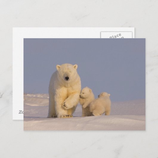 シロクマのウルドス・マリティムス生まれたばかりのは ポストカード (正面/裏面)