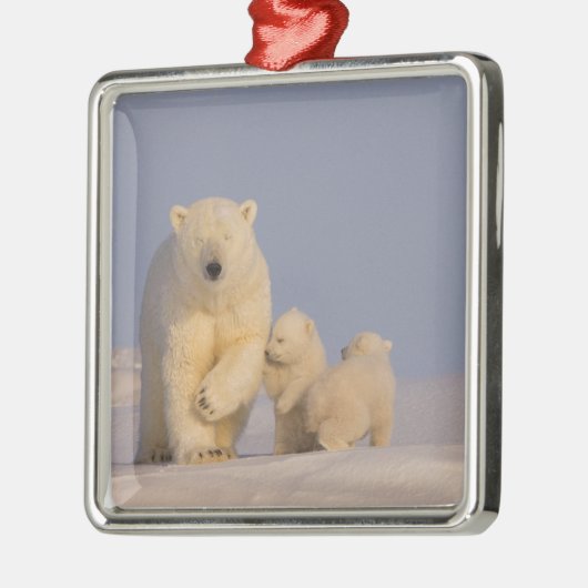 シロクマのウルドス・マリティムス生まれたばかりのは メタルオーナメント (左)