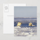 シロクマ遊のカブのパック氷 ポストカード (正面/裏面)