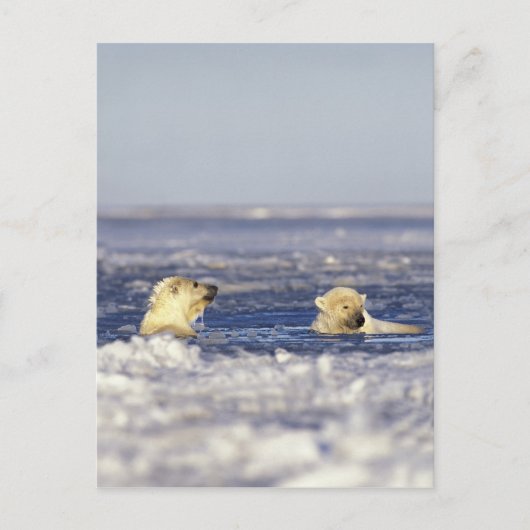 シロクマ遊のカブのパック氷 ポストカード (正面)