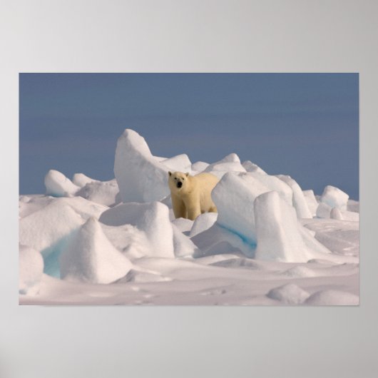 シロクマ、ウルソマリティムス、ザラフな氷 ポスター (正面)
