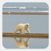 シロクマ スクエアシール (正面)