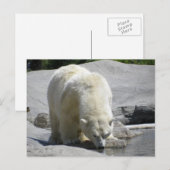 シロクマ ポストカード (正面/裏面)