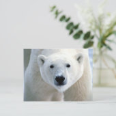 シロクマ ポストカード (スタンド正面)