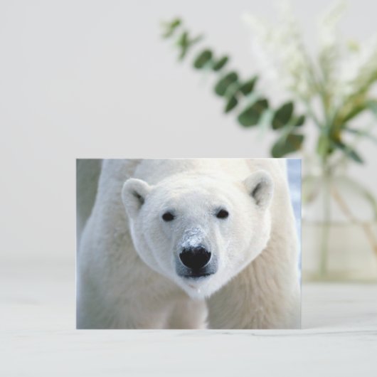 シロクマ ポストカード (スタンド正面)
