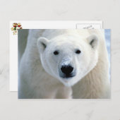 シロクマ ポストカード (正面/裏面)
