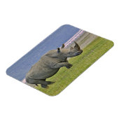 シロサイと遠くのフラミンゴ。 マグネット (左側)