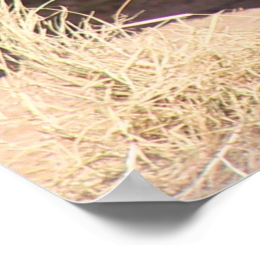 シロサイ ポスター (角)