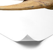 シロサイ ポスター (角)