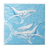 シロザメ科 タイル (正面)