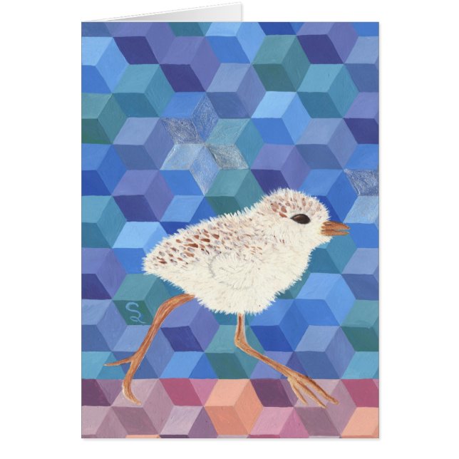 シロチドリのひよこ (正面)