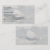 シロチドリ 名刺 (正面/裏面)