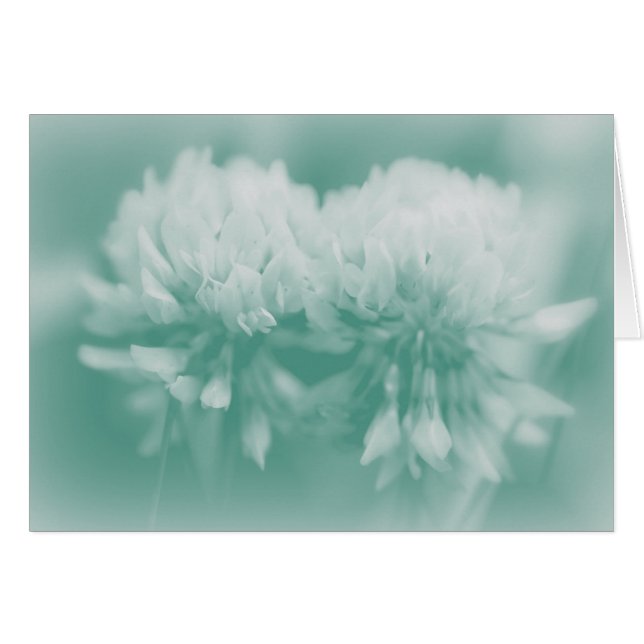 シロツメクサ (正面横)