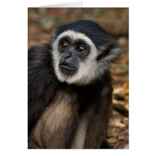 シロテテナガザル (Hylobates Lar), Monkeyland (正面)