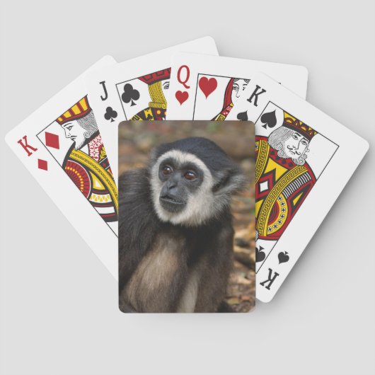 シロテテナガザル (Hylobates Lar), Monkeyland トランプ (裏面)