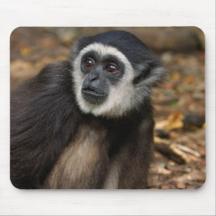 シロテテナガザル (Hylobates Lar), Monkeyland マウスパッド