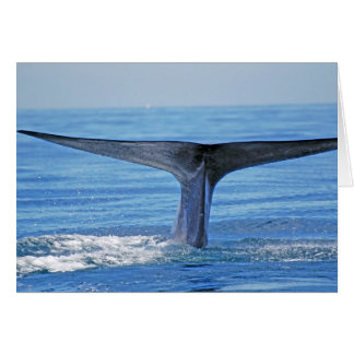 シロナガスクジラの肝蛭